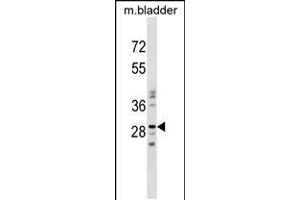 Western blot analysis in mouse bladder tissue lysates (35ug/lane). (NUBPL anticorps  (N-Term))