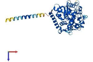 AlphaFold protein structure predicition of Human Recombinant GAL3ST2 Protein, UniprotID Q9H3Q3