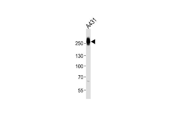 Myosin anticorps  (AA 654-668)
