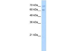 PDE9A antibody used at 1 ug/ml to detect target protein. (PDE9A anticorps  (N-Term))
