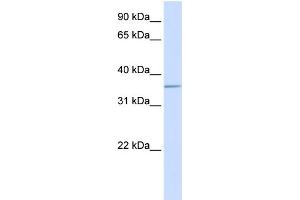 WB Suggested Anti-ALDOC Antibody Titration:  0. (ALDOC anticorps  (C-Term))