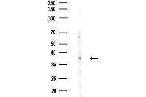 Western blot analysis of lysates from PC12 cells(heat-shock,45 min treatment), using Cyclin  Antibody at 1/1000 dilution.