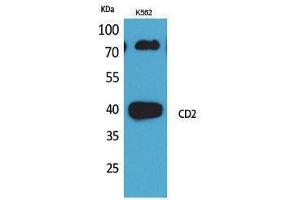 Western Blotting (WB) image for anti-CD2 (CD2) (N-Term) antibody (ABIN3187772) (CD2 anticorps  (N-Term))
