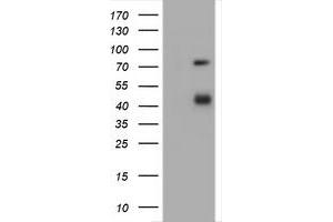Image no. 1 for anti-CD2 (CD2) antibody (ABIN1497197) (CD2 anticorps)