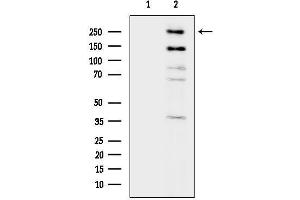 anti-Lysine (K)-Specific Demethylase 5A (KDM5A) (C-Term) antibody