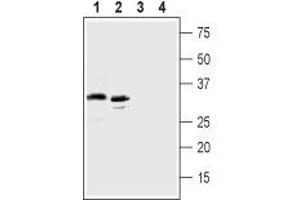 Western blot analysis of human MEG-O1 chronic myelogenous leukemia cell lines lysate (lanes 1 and 3) and human K562 erythroleukemia cell line lysate  (lanes 2 and 4): - 1,2. (GPR77 anticorps  (Extracellular, N-Term))