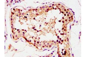 IHC image of ABIN7155699 diluted at 1:400 and staining in paraffin-embedded human testis tissue performed on a Leica BondTM system. (GSC anticorps  (AA 43-127))