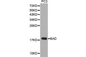 Western blot analysis of extracts of PC3 cell lines, using BAD antibody. (BAD anticorps  (C-Term))