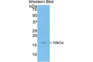 Western blot analysis of the recombinant protein. (CD70 anticorps  (AA 64-192))