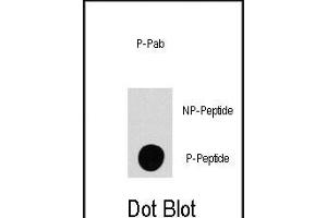 Dot blot analysis of anti-P4K4-p Phospho-specific Pab (R) on nitrocellulose membrane. (MAP4K4 anticorps  (pSer801))