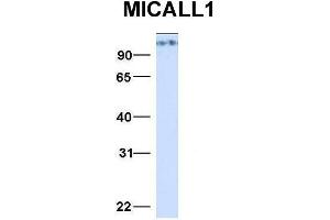 Host:  Rabbit  Target Name:  MICALL1  Sample Type:  293T  Antibody Dilution:  1. (MICAL-Like 1 anticorps  (N-Term))