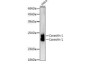 Western blot analysis of extracts of HeLa cells, using Caveolin-1 antibody (ABIN7266154) at 1:1000 dilution.
