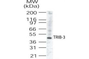 Western Blotting (WB) image for anti-Tribbles Homolog 3 (Drosophila) (TRIB3) (AA 315-332) antibody (ABIN208896) (TRIB3 anticorps  (AA 315-332))