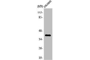 Western Blot analysis of COLO205 cells using Olfactory receptor 4A16 Polyclonal Antibody (OR4A16 anticorps  (C-Term))