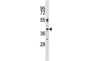 MAPK11 antibody western blot analysis in K562 lysate (MAPK11 anticorps  (AA 133-161))