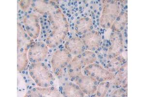 IHC-P analysis of Mouse Tissue, with DAB staining. (GAA anticorps  (AA 70-245))