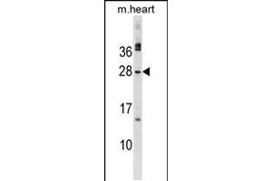 Western blot analysis in mouse heart tissue lysates (35ug/lane). (Musculin anticorps  (C-Term))