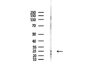 anti-ADP-Ribosylation Factor 4 (ARF4) (Internal Region) antibody