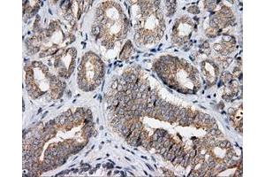 Immunohistochemical staining of paraffin-embedded Kidney tissue using anti-APP mouse monoclonal antibody. (APP anticorps)
