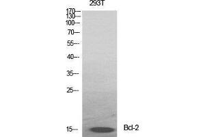 Western Blot (WB) analysis of specific cells using Bcl-2 Polyclonal Antibody. (Bcl-2 anticorps  (Ser167))