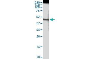 Immunoprecipitation of NDUFS2 transfected lysate using anti-NDUFS2 MaxPab rabbit polyclonal antibody and Protein A Magnetic Bead , and immunoblotted with NDUFS2 purified MaxPab mouse polyclonal antibody (B01P) .