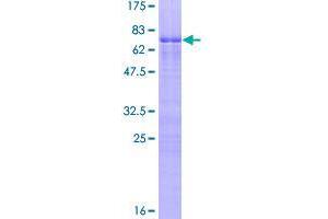 Image no. 1 for Zinc Finger Protein 276 (ZNF276) (AA 1-373) protein (GST tag) (ABIN1326059)