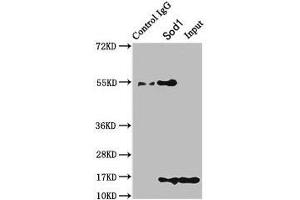 Immunoprecipitating Sod1 in HEK293 whole cell lysate Lane 1: Rabbit control IgG instead of ABIN7177879 in HEK293 whole cell lysate.