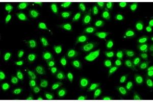 Immunofluorescence analysis of A-549 cells using SF3B2 Polyclonal Antibody