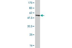Western Blot detection against Immunogen (54. (TAZ anticorps  (AA 1-262))
