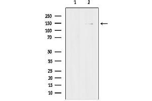 Western blot analysis of lysates from 293t, using GPR124 Antibody.
