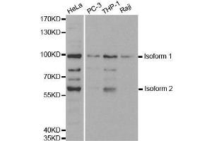 Western blot analysis of extracts of various cell lines, using UHRF2 antibody. (UHRF2 anticorps  (AA 76-359))
