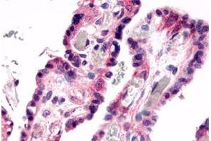 Immunohistochemical staining of human placenta, villi with GPR78 polyclonal antibody . (GPR78 anticorps  (C-Term))