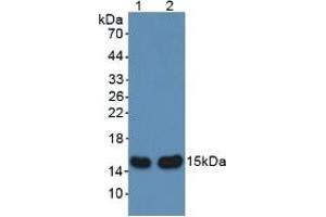 Figure. (aHSP anticorps  (AA 2-102))