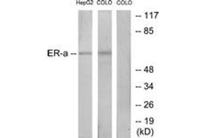 Western blot analysis of extracts from HepG2/COLO cells, treated with EGF, using Estrogen Receptor-alpha (Ab-167) Antibody. (Estrogen Receptor alpha anticorps  (AA 136-185))