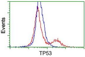 HEK293T cells transfected with either RC200003 overexpress plasmid (Red) or empty vector control plasmid (Blue) were immunostained by anti-TP53 antibody (ABIN2454485), and then analyzed by flow cytometry. (p53 anticorps)