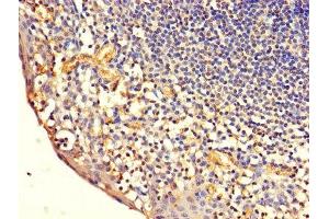 Immunohistochemistry of paraffin-embedded human tonsil tissue using ABIN7171334 at dilution of 1:100 (CD7 anticorps  (AA 26-180))