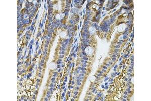 Immunohistochemistry of paraffin-embedded Mouse intestine using NFU1 Polyclonal Antibody at dilution of 1:100 (40x lens). (NFU1 anticorps)