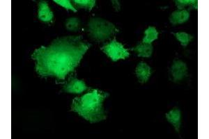 Anti-TOMM34 mouse monoclonal antibody (ABIN2454785) immunofluorescent staining of COS7 cells transiently transfected by pCMV6-ENTRY TOMM34 (RC201083). (TOMM34 anticorps)