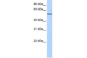 EMID2 antibody used at 1 ug/ml to detect target protein. (Collagen, Type XXVI, alpha 1 (COL26A1) (C-Term) anticorps)