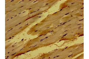 Immunohistochemistry of paraffin-embedded human skeletal muscle tissue using ABIN7162040 at dilution of 1:100 (NME6 anticorps  (AA 1-186))
