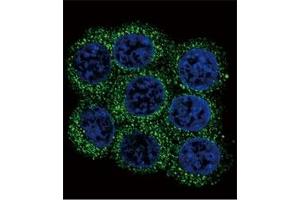 Confocal immunofluorescent analysis of PCSK2 antibody with 293 cells followed by Alexa Fluor 488-conjugated goat anti-rabbit lgG (green).