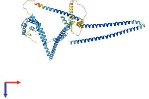 AlphaFold protein structure predicition of Mouse Recombinant Ccdc93 Protein, UniprotID Q7TQK5