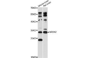Western blot analysis of extracts of various cell lines, using NRSN2 antibody (ABIN6292539) at 1:3000 dilution. (NRSN2 anticorps)