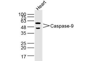 Heart lysates probed with Caspase-9 Polyclonal Antibody, Unconjugated  at 1:300 dilution and 4˚C overnight incubation. (Caspase 9 anticorps  (AA 271-314))