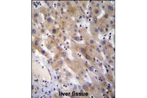 FGL1 Antibody immunohistochemistry analysis in formalin fixed and paraffin embedded human liver tissue followed by peroxidase conjugation of the secondary antibody and DAB staining.