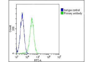 Overlay histogram showing Hela cells stained with (green line). (RPS2 anticorps  (AA 248-379))