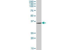 RPL6 MaxPab polyclonal antibody.