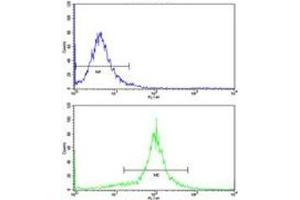 Flow cytometric analysis of WiDr cells using ACADM antibody (bottom histogram) compared to a negative control (top histogram). (Medium-Chain Specific Acyl-CoA Dehydrogenase, Mitochondrial (MCAD) (AA 189-217) anticorps)
