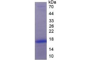 Platelet Derived Growth Factor A (PDGFA) (AA 94-194) (Active) protein (His tag)