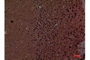 Immunohistochemistry (IHC) analysis of paraffin-embedded Mouse Brain, antibody was diluted at 1:100.